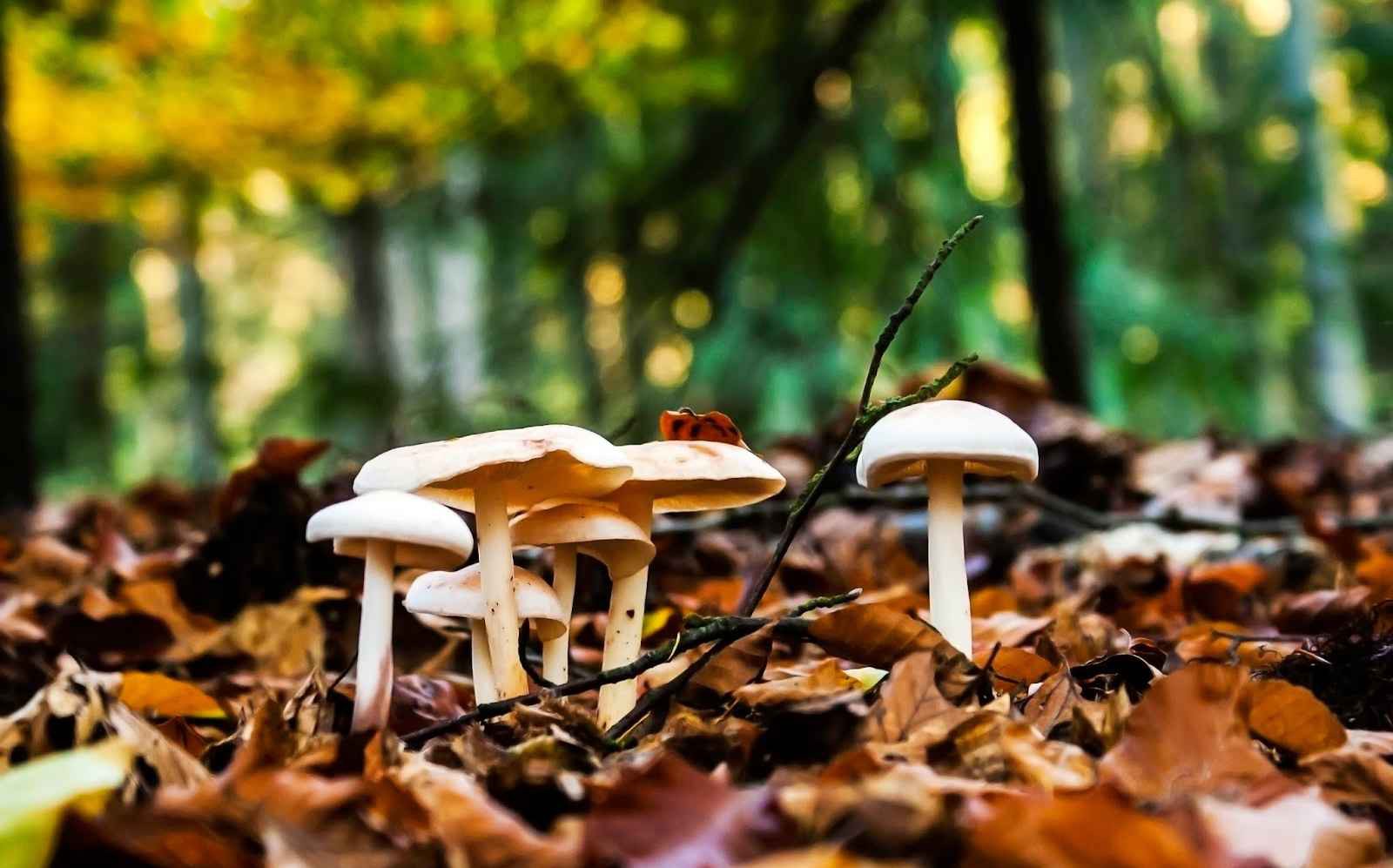 Paddenstoelen tussen herfstbladeren in een Achterhoeks bos